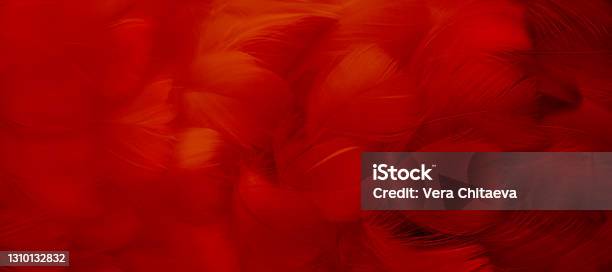 A Bright Red Feather Abstract Textured Background Made Of Bird Plumage Cabaret Holiday Banner Closeup Soft Focus Stock Photo - Download Image Now