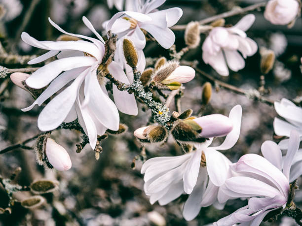 Close-up of white and pale pink Magnolia Stellata buds and blossoms emerging from fuzzy pussy willow-like casing on branchlets covered with bits of lichen.