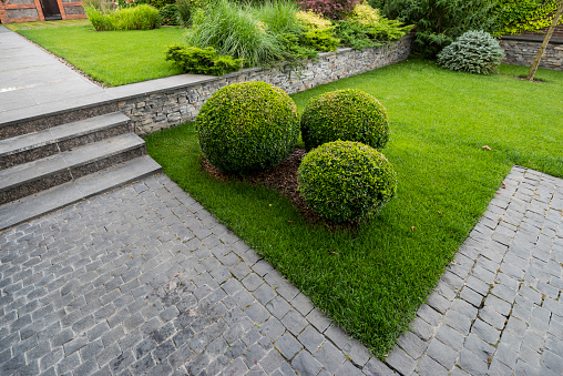 boxwood bushes among shrubs and trees in a park near a stone path in landscape design