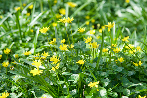 Ground cover of Spring flowers in woodland