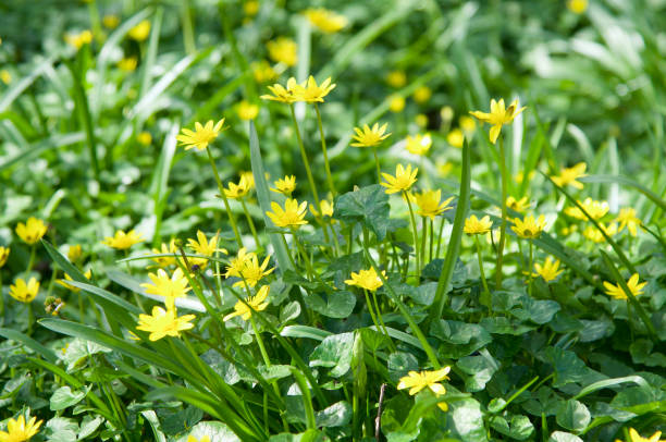 Lesser celandine ( Ficaria verna ) Ground cover of Spring flowers in woodland ficaria verna stock pictures, royalty-free photos & images