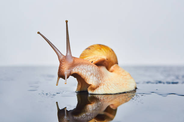 istock live snail looks at its reflection on a smooth black surface against a light background 1310137389