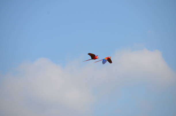 Pair of Scarlet Macaws