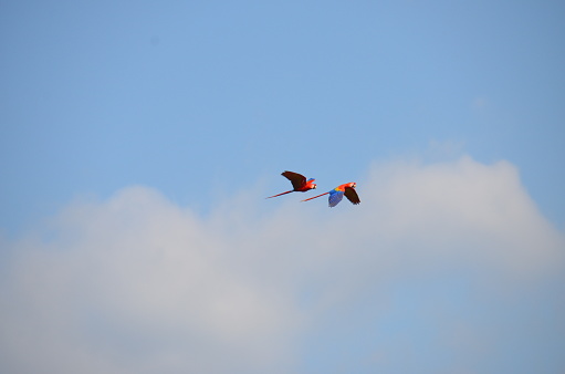 Macaws flying in their natural Costa Rician habitat