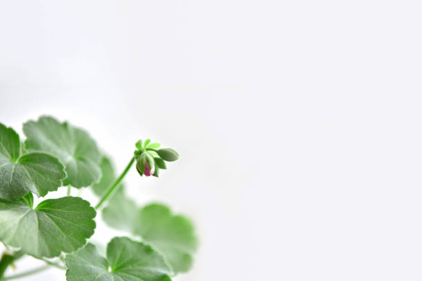 Geranium buds.