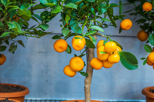 Close up view of citrus tree home plant. Sweden.