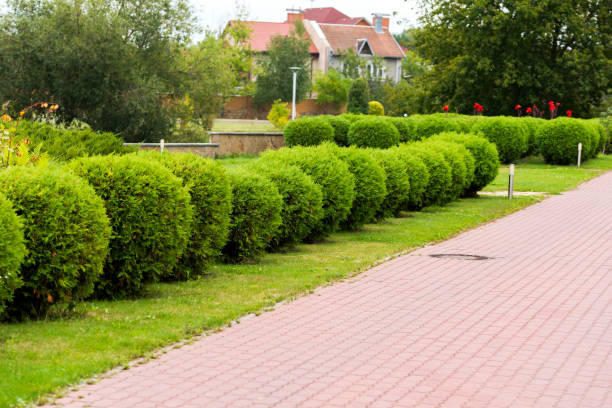 istock round bushes in landscape design 1310141629