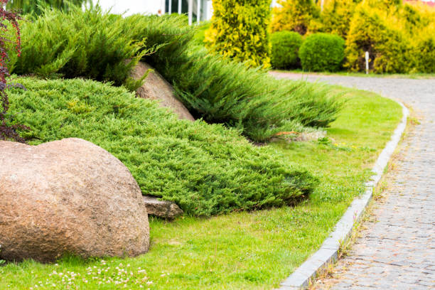 istock bushes in landscape design 1310141631