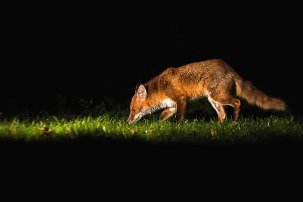 Photo of Red Fox At Night