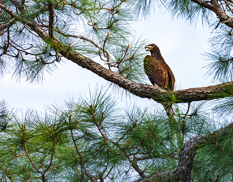 Juvenile American Bald Eagle - less than 6 months old -  perched on a pine tree limb in Kissimmee, Florida