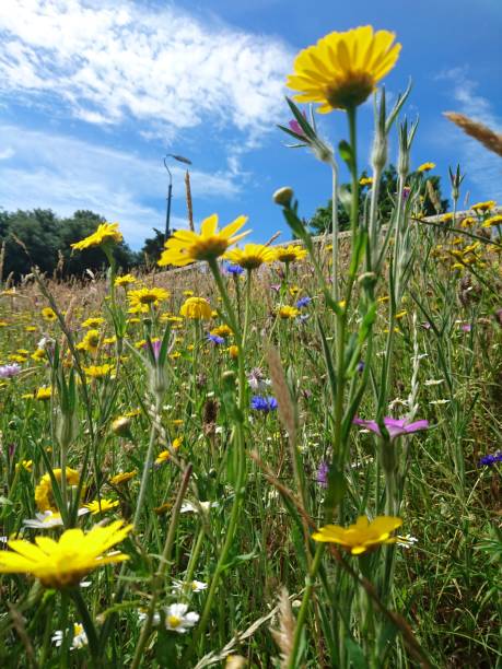 istock Wild meadow with yellow focus 1310144433