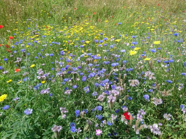 istock Wild meadow with purple pink focus 1310144485