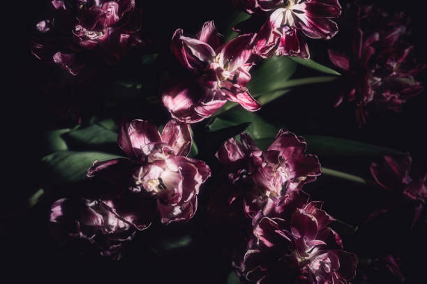 istock Close up of dried parrot tulips. 1310145600
