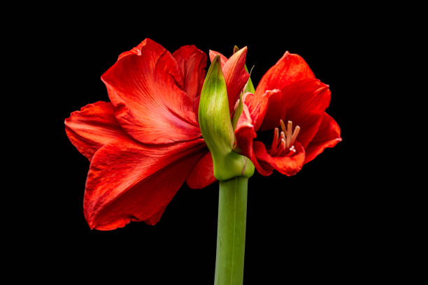 istock Blooming red Amaryllis flower 1310146157