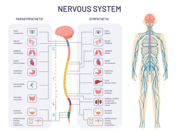 ilustrações, clipart, desenhos animados e ícones de sistema nervoso humano. anatomia e funções dos nervos simpáticos e parassimpáticos. medula espinhal controla o diagrama vetorial de órgãos internos do corpo - sistema nervoso humano