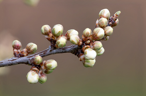 Macro shot of buds on a blackthorn (prunus spinosa) plant
