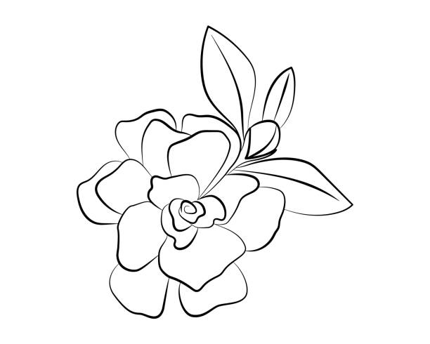 ilustraciones, imágenes clip art, dibujos animados e iconos de stock de planta interior gardenia jazmín. ilustración vectorial de una flor. - gardenia