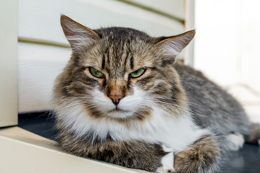 Angry cat with unhappy expression lying on the windowsill of the house. Portrait of annoyed cat with green eyes close-up.
