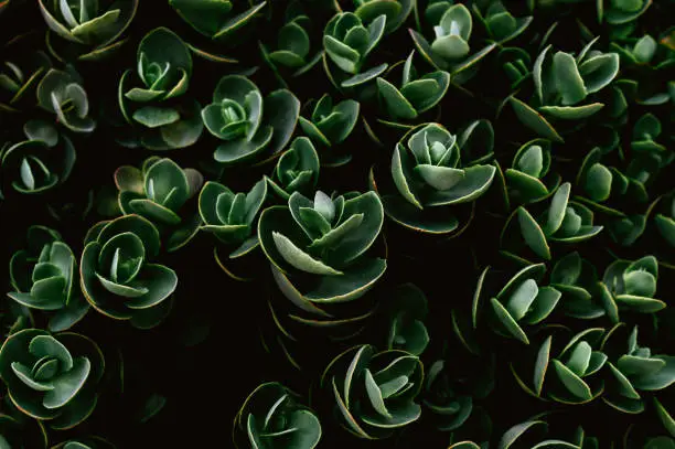 Top view of Sedum ewersii green gardenplant. Natural background of green leaves pattern. Growing gardenplants. Selective focus.