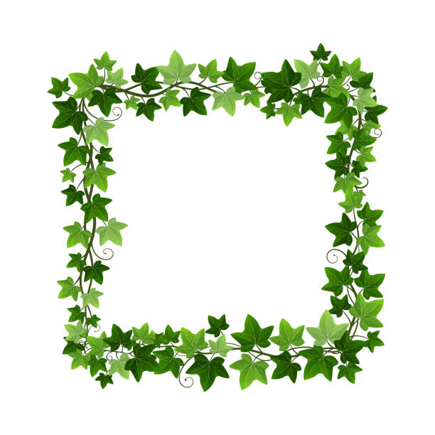 grüne efeu creeper pflanze quadratischen kranz isoliert auf weißem hintergrund. hedera rebe botanische rahmen design element. vektor-illustration von natürlichen dekorativen efeu laub rand - creeper plant tendril liana vine stock-grafiken, -clipart, -cartoons und -symbole