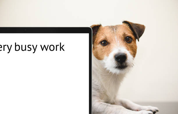 istock Your pet needs attention concept with sad dog peeking out behind computer display. Inscription 