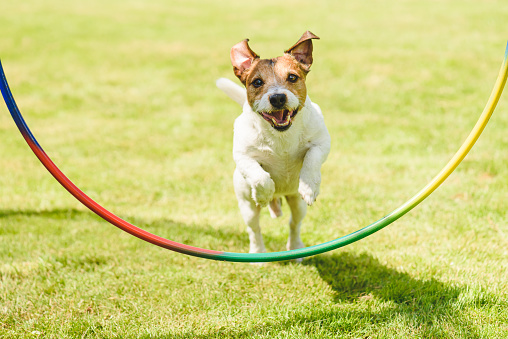 Perro feliz teniendo práctica de entrenamiento y entrenamiento de obediencia al aire libre en el soleado día de verano photo