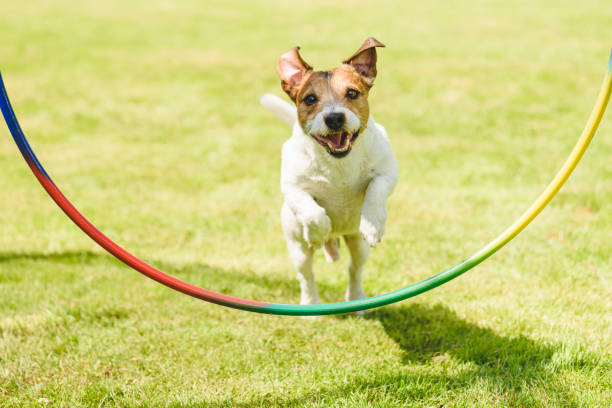 szczęśliwy pies o treningu praktyki i posłuszeństwo szkolenia na świeżym powietrzu w słoneczny letni dzień - training zdjęcia i obrazy z banku zdjęć