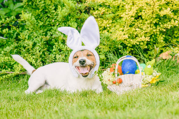 istock Happy dog wearing bunny ears as Easter animal concept 1310147865