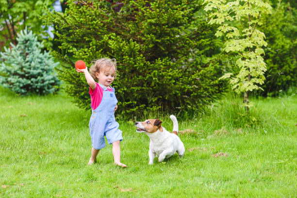 裏庭の緑の芝生の上で裸足で走り、犬にボールのおもちゃを投げる小さな女の子 - 子ども　投げる ストックフォトと画像