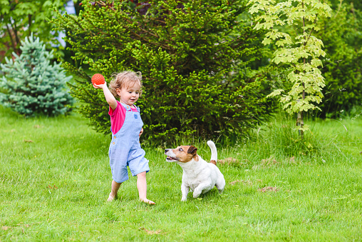 Child playing with Jack Russell Terrier dog and toy ball