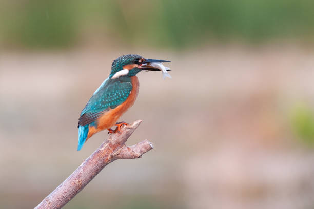 istock Bird kingfisher Alcedo atthis sitting on a stick with a fish in its beak 1310147916