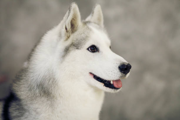 istock The muzzle of a dog Siberian Husky gray and white 1310147953