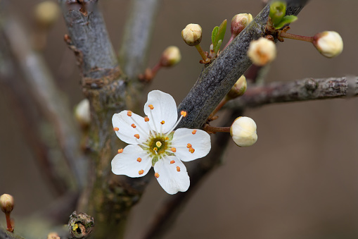 Macro shot of blackthorn (prunus spinosa) blossom in bloom