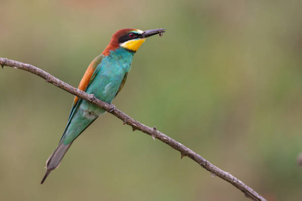 istock European bee eater Merops apiaster perching on a twig with bee in it's beak 1310148596