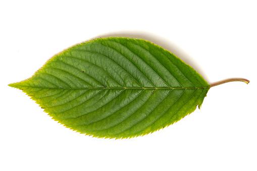 Studio close-up image of a single green summer leaf from a cherry tree, photographed on a white background.