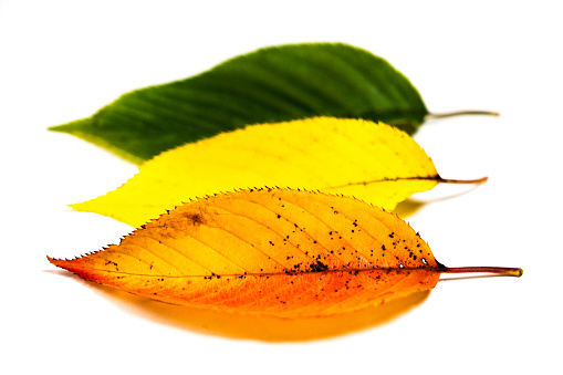Close-up image of three leaves from a cherry tree, showing summer, early autumn and late autumn leaf colors.