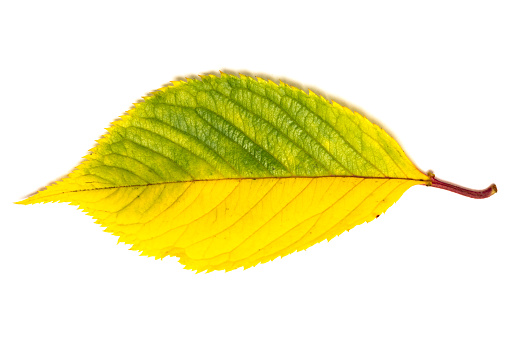 Studio close-up image of a single early autumn leaf from a cherry tree as it changes from green to yellow, photographed on a white background.