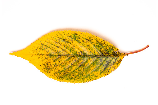 Studio close-up image of a single early autumn leaf from a cherry tree turning from green to yellow with signs of decay, photographed on a white background.