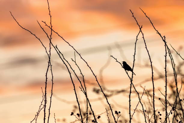 istock Orange sunset sky and a black silhouette of a dunnock 1310148906