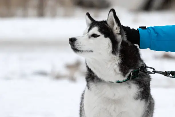 Photo of The hand of a man in a blue warm jacket strokes scratches and caresses a dog breed Siberian husky with a happy expression of the muzzle in winter on the street against the snow. Encouraging the pet.