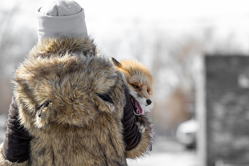A girl in a fur coat with a red fox in her arms on the street in the city. Animal abuse and domestication. Protecting nature and wildlife. Rejection of natural fur coats and killing animals.