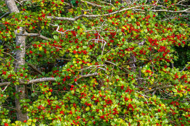 holly berries jefferson patterson park calvert county southern maryland usa stock photo