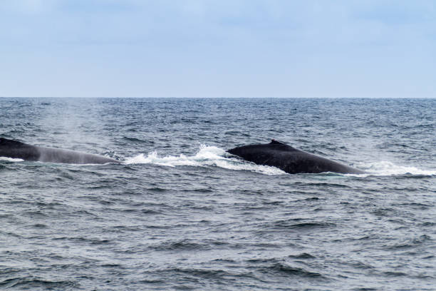 istock Humpback whales (Megaptera novaeangliae)  in Machalilla National Park, Ecuador 1310151072