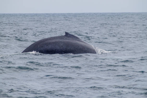istock Humpback whale (Megaptera novaeangliae)  in Machalilla National Park, Ecuador 1310151097