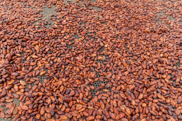 istock Cocoa (cacao) beans are being dried on a farm in Mindo, Ecuador 1310151215