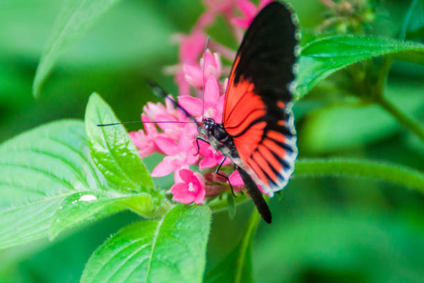 istock Heliconius butterfly in Mariposario (The Butterfly House) in Mindo, Ecuador 1310151286