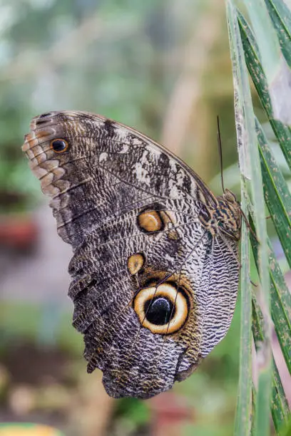 Owl butterfly (Caligo eurilochus) in Mariposario (The Butterfly House) in Mindo, Ecuador
