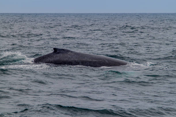 istock Humpback whale (Megaptera novaeangliae)  in Machalilla National Park, Ecuador 1310151387