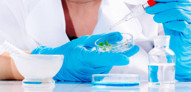 istock A laboratory assistant in a laboratory with test tubes produces vaccine samples. Development in a laboratory of vaccines, drugs. 1310151396