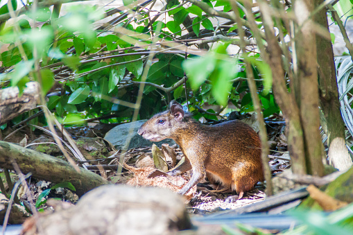 Agouti at Ile Royale, one of the islands of Iles du Salut (Islands of Salvation) in French Guiana